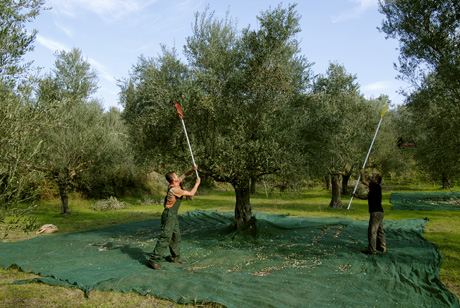 olios olive harvest koroneiki grece