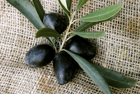 olios olives koroneiki grece