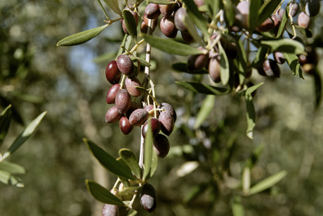 olives koroneiki grece kalamata-olios