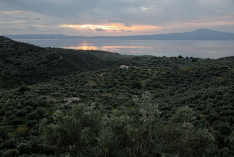 kalamata grece origine olios