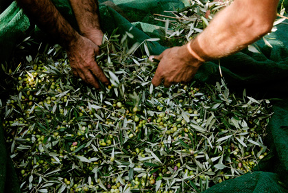 Les olives sont triées à la main afin d’éliminer de la récolte celles qui pourraient gâter le goût de l’huile.