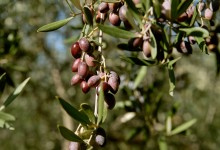 olives-1