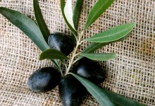 olives-sample-olios